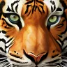 A penetrating close-up gaze of a powerful tiger's golden-green eyes.